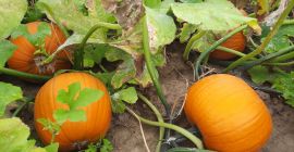 Dynia Racer typu Halloween. Kształt okrągły. Kolor złoto -