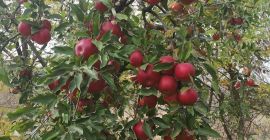 Posiadamy założone przez nas sady z odmianami jabłek: discovery,