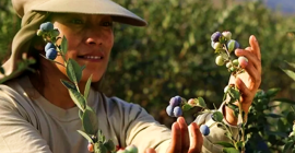 Do Państwa dyspozycji oddajemy borówki peruwiańskie na eksport typu