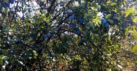 Sprzedam suszone śliwki odmiany Stanley doskonałej jakości