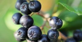 Sprzedam aronie. Ręcznie zrywana. Nie nawożona sztucznie . Pozdraiwam