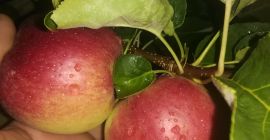 Jabłka różnych odmian