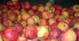 Ekologiczne jabłka odmiany REMO dla przemysłu, W celu współpracy