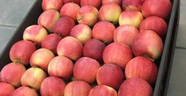 Jabłko Fuji Gładka skórka o jasnoczerwonym kolorze, wysoka zawartość