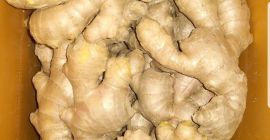 Imbir może być używany świeżo suszony w proszku lub