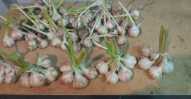 Mam do zaoferowania czosnek wiosenny Jarus z mojej ekologicznej