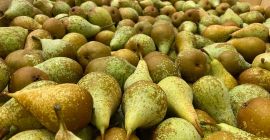 we sell Limonera / Jules Guyot (60-80 mm) and