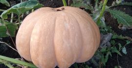 Muscat Provads, matilda