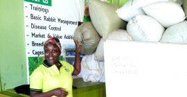 Najlepszy w historii zielony rozmaryn wysokiej jakości o silnym