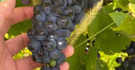 Sprzedam winogrona PINOT NOIRE i MERLOT na wino I