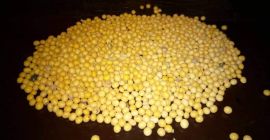 Sprzedam 200 ton soi, 200 ton. Soja z produkcji