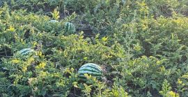 Melony z różowym rdzeniem, 5-12 kg