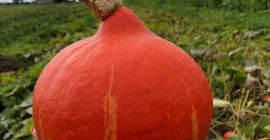 Sprzedam dynie hokkaido, ekologiczna z certyfikatem. Ładnie wybarwiona, bez