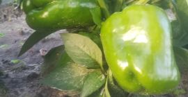 Witam. Mam do zaoferowania zielona paprykę z gruntu. Odmiana