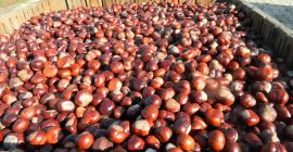 Kupuję kasztany wysyłaj oferty na e-mail pacnik.vladimir@gmail.com