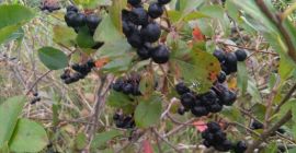 Zapraszam do zakupu owocu aronii. Zrywany jest ręcznie i