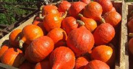 Sprzedam pieknie wybarwioną dynię hokkaido