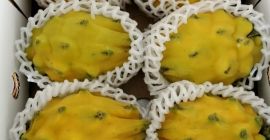 Organiczna pitahaya żółta i czerwona na eksport z certyfikatami