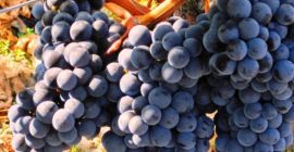 Sprzedam winogrona na wino białe i czarne ,produkcja winorośli,