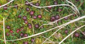 Sprzedam żurawinę bagienna.