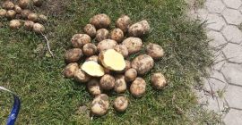 Sprzedam ziemniaki ekologiczne z certyfikatem 100 ton Satina big