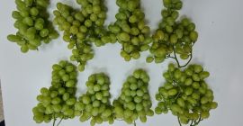 Jadalnia, deserowa forma winogron. Grona duże i bardzo duże,