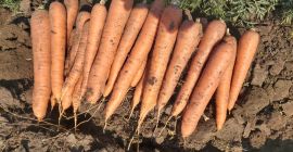 Pret: negociabil in functie de cantitatea dorita. Producent lokalnej