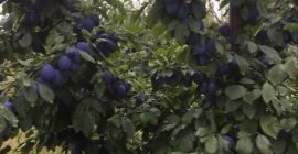 Sprzedam pióropusze Stanley 1,5lei/kg cena przy dużych ilościach do