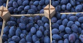 Sprzedaję Plum Stenley, na żywność sprzedam śliwki i na