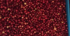 Sprzedam żurawinę bagienną, czystą w pełni dojrzałą. Duża ilość.