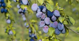 Sprzedam śliwkę węgierkę zwykłą prosto z drzewa. Śliwka bardzo