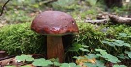 Podgrzybek w ilości 10-20kg, własny zbiór, chciałbym sprzedawać detalicznie