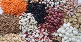 Fasola w asortymencie. Ponad 20 odmian Bins Naturprodukt (Ukraina)