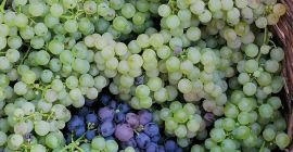 Winogrona to kadzidło i melot, produkowane w rejonie Buzau