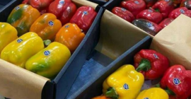 Rodzaje produktów z papryki kolorowej w różnych rozmiarach i