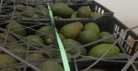 Minimalna ilość 1000 kg Zapewniona jakość