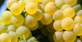Sprzedam winogrona własnej produkcji z winnicy Dragasani w hrabstwie