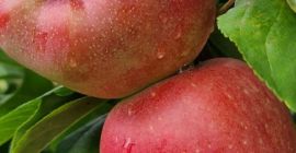 świeże, słodkie i soczyste pyszne jabłka prosto z sadu