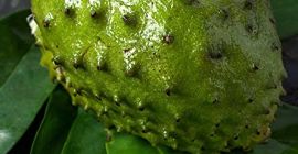 Soursop to rodzaj owocu, który jest używany w medycynie