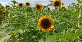 Sprzedam świeżo cięty kwiat słonecznika ozdobnego Taiyo