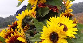 Słonecznik Ozdobny na kwiat cięty ‘Taiyo’ (Helianthus Annuus) Witam