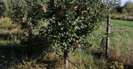 Owoce, z Barcea, hrabstwo Galati