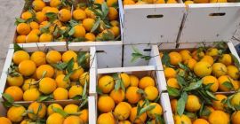 Sprzedawane są mandarynki Satsuma odmian Okitsu i Iwasaki. Pochodzenie