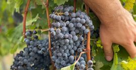 Winogrona na sprzedaż - odmiany wina - Cabernet Sauvignon,