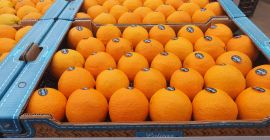 Firma Laverida poszukuje dystrybutora owoców cytrusowych na terenie Polski.