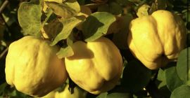 Pigwa od qrower do sprzedaży w dużej ilości