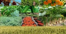 Witam Jestem dostawcą i producentem owoców i orzechów na