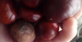 Szprzedam kasztany zbieram codziennie