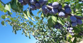 Owoce są bardzo zdrowe, słodkie i pachnące.