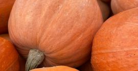 Sprzedam dynię olbrzymią. Waga ok 20kg.